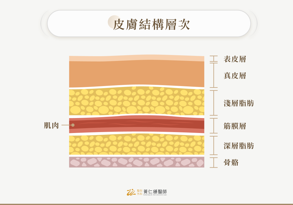 皮膚結構層次